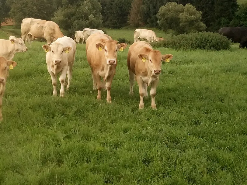 Hofmetzgerei Fürnstall in Beselich Heckholzhausen